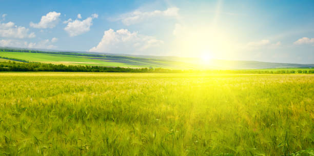 istock Green wheat field and bright sun. Wide photo. 1945648780