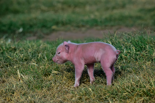 Piglet newborn baby, in farm landscape.