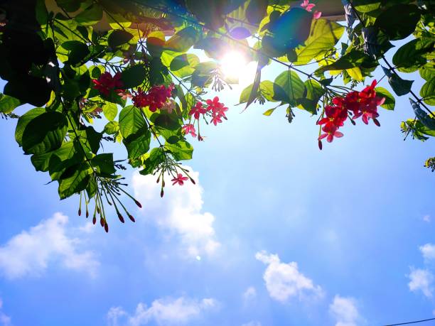 istock Combretum indicum, also commonly known as the Rangoon creeper or Burma creeper with beautiful sky background and sunlight 1945670530