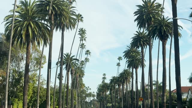 Beverly Hills Palm trees and houses