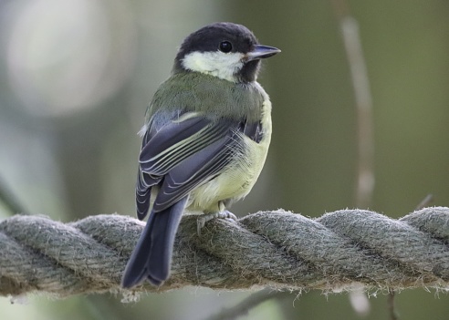 colour photo of great tit bird sat on a rope with blurred background