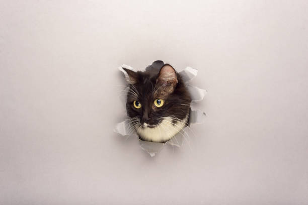 100+ Free Pokes Fun At & Fun Images - Pixabay