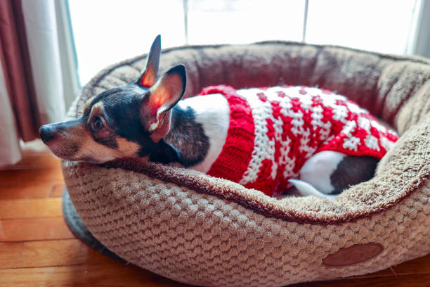 young jack russell is playing in the red cushion