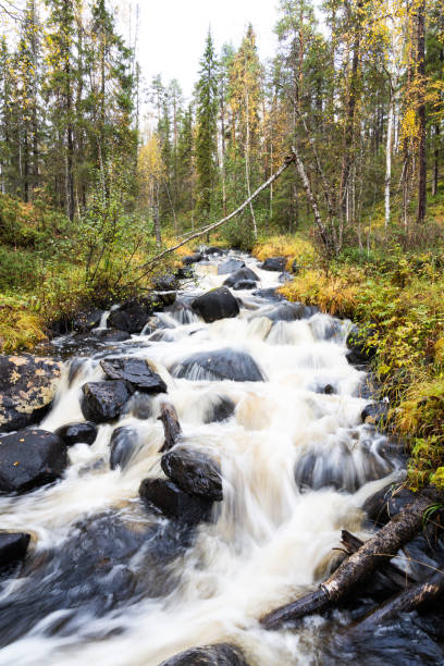 istock A small Saaripuron stream through an old-growth forest near Kuusamo, Finland 1945696049
