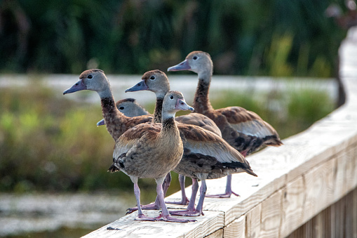 The Black-bellied Whistling-Duck is a large, goose like duck with a long neck, long legs, and short tail.