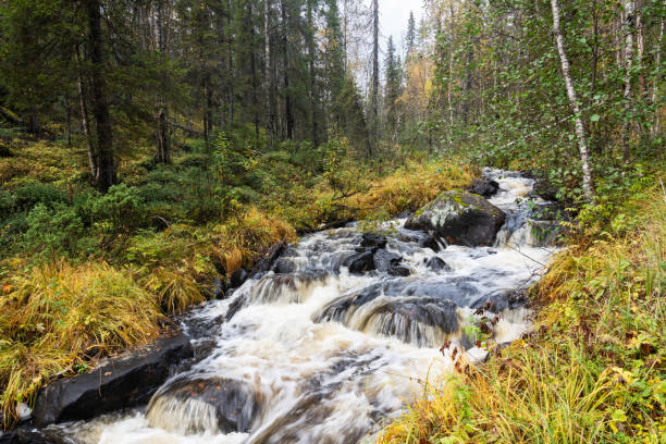 istock A small Saaripuron stream through an old-growth forest near Kuusamo, Finland 1945702783