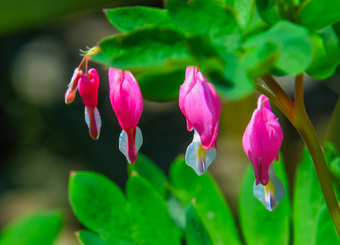 A branch of delicate pink bleeding hearts grow in a springtime Cape Cod garden.