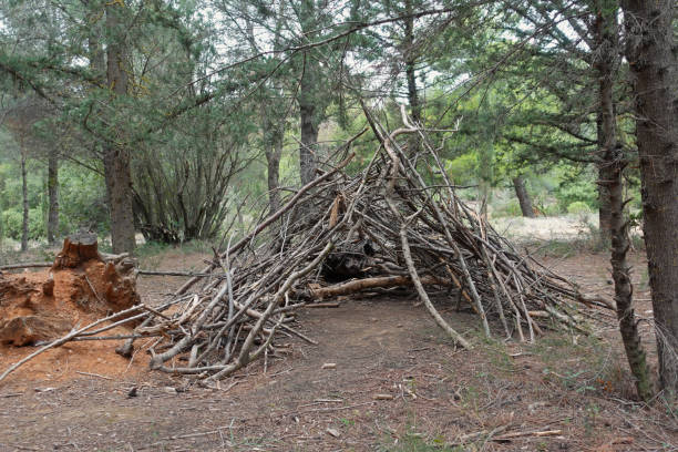 istock wooden tent structure made from tree branches in the woods 1945707491