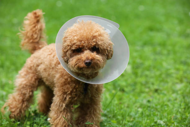 istock Cute Maltipoo dog with Elizabethan collar on green grass outdoors, space for text 1945713326