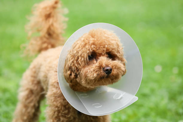 istock Cute Maltipoo dog wearing Elizabethan collar outdoors, closeup 1945713342