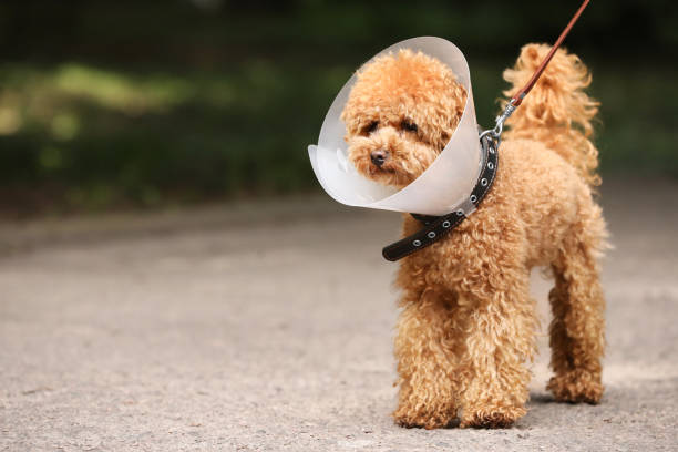 istock Cute Maltipoo dog with Elizabethan collar outdoors, space for text 1945713886