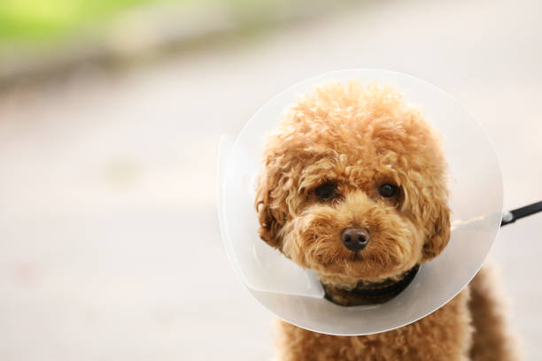istock Cute Maltipoo dog with Elizabethan collar outdoors, closeup. Space for text 1945715482