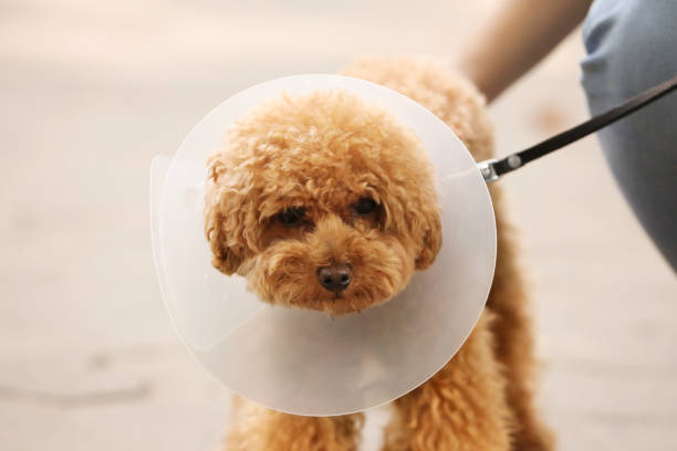 istock Cute Maltipoo dog with Elizabethan collar outdoors, closeup 1945715994