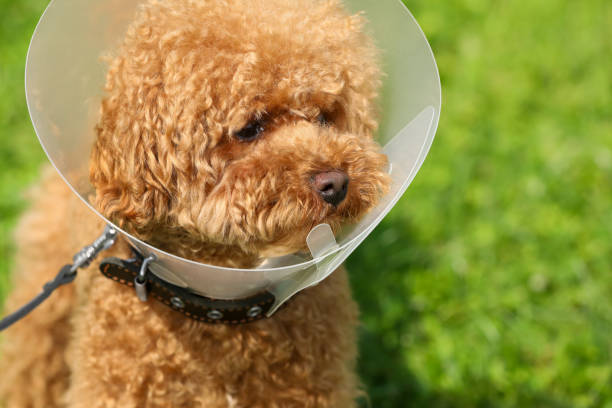 istock Cute Maltipoo dog with Elizabethan collar outdoors, closeup. Space for text 1945717064