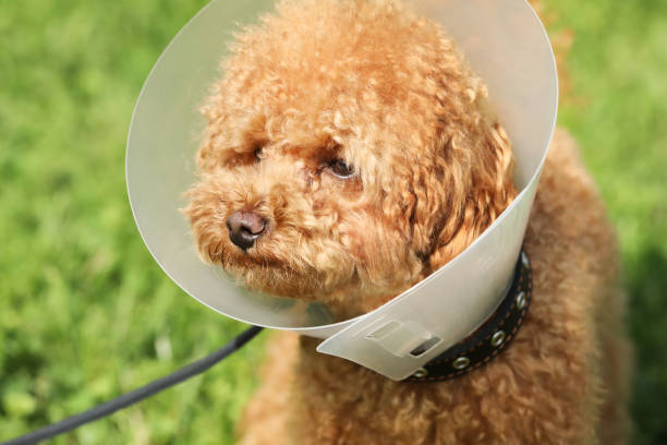 istock Cute Maltipoo dog with Elizabethan collar outdoors, closeup 1945717066