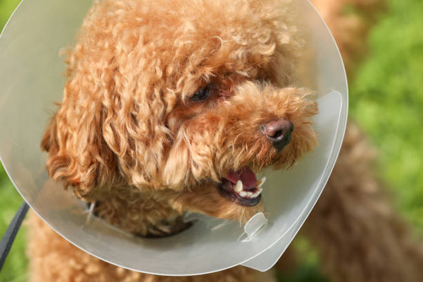 istock Cute Maltipoo dog with Elizabethan collar outdoors, closeup 1945717070