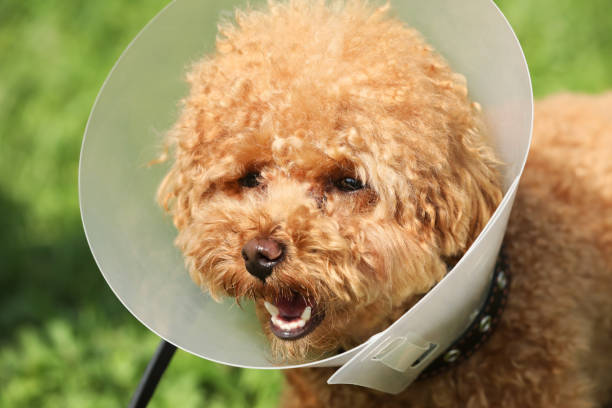 istock Cute Maltipoo dog with Elizabethan collar outdoors, closeup 1945717071