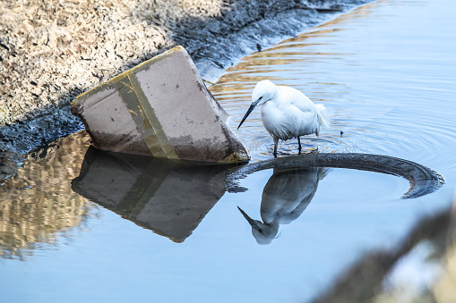 Egret walking among the rubbish scattered in the river looking for small fish to eat - Amid pollution and urban debris, it symbolizes the delicate balance of nature amidst environmental challenges