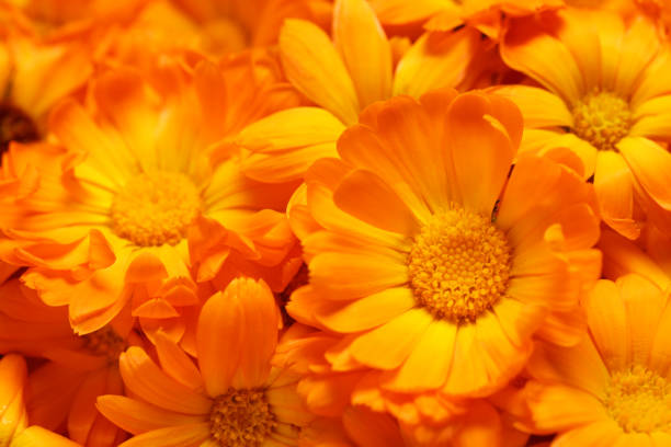 istock Beautiful fresh calendula flowers as background, closeup 1945722330