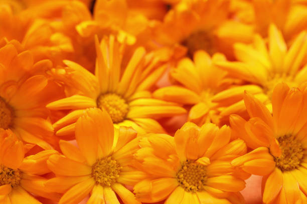 istock Beautiful fresh calendula flowers as background, closeup 1945722335