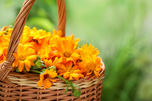Beautiful fresh calendula flowers in wicker basket against blurred green background, closeup. Space for text