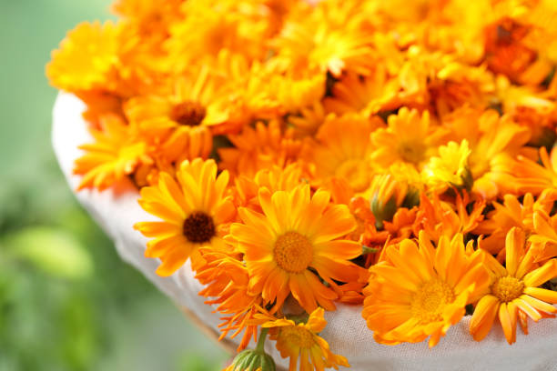 istock Beautiful fresh calendula flowers on blurred green background, closeup 1945723940