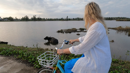 Mature woman rides bicycle through rice paddies by water buffalo