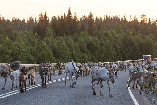 A large herd of Domestic reindeer, Rangifer tarandus f. domesticus walking on an asphalt road near Kuusamo, Northern Finland