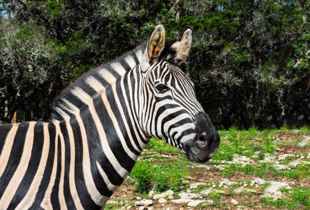 les rayures noires et blanches distinctives des zèbres en font l’un des membres les plus identifiables de la famille des chevaux. - zebra africa wildlife nature photos et images de collection