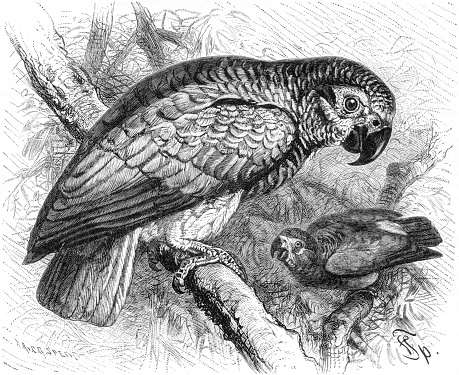 Jacko, or grey parrot, Psittacus erithacus, old vintage illustration, 1894