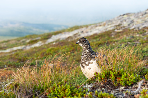 Wide-angle shot of Rock ptarmigan resting on an early summer morning in the mountains of Urho Kekkonen National Park, Northern Finland