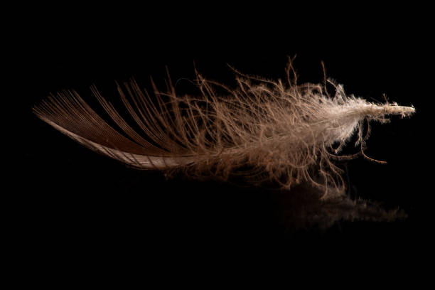 istock Feather, a beautiful bird feather on black background, selective focus. 1945784708