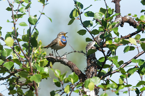 Bluethroat singing on a sunny summer day in Urho Kekkonen National Park, Northern Finland