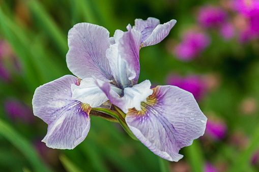 Several stems of iris plants with several flower heads on each of them are blooming in the backyard garden. Each flower presents a beautiful combination of pastel yellow and purple colors.