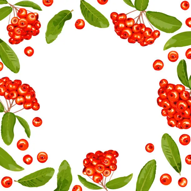 Vector illustration of Pyracantha frame