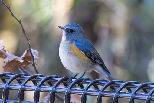 Male Red-flanked bluetail on a fence.
