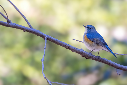 Male Red-flanked bluetail on a branch of tree.