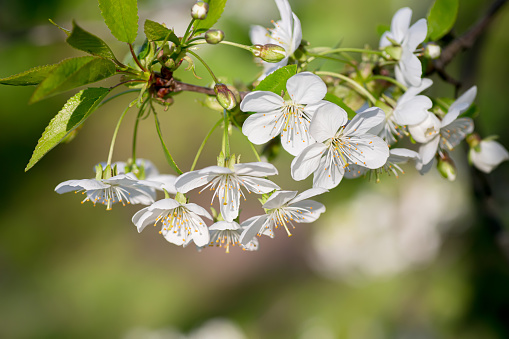 Flowers on branch of cherry .revival of nature. beauty and richness of planet. Earth Day. Spring come. Spring background..