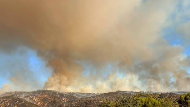 istock Burning Chaos: Apocalyptic Scene of a Forest Fire 1945842487
