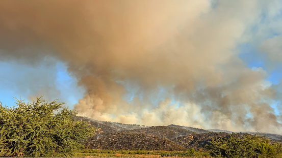 Nature's beauty turns to chaos as trees stand ablaze, transforming the serene wilderness into a scene of untamed and unforgiving fire