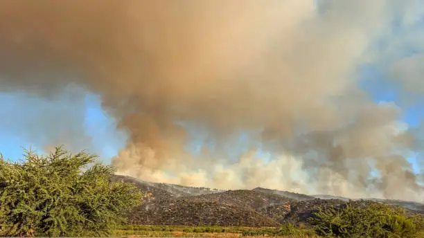 Photo of Scorched Earth: Trees Ablaze in the Wild