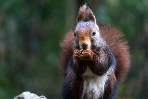 Photo of Little red squirrel eats a peanut