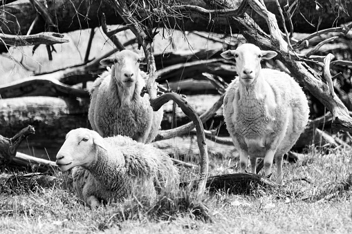Flock of sheep - black and white image
