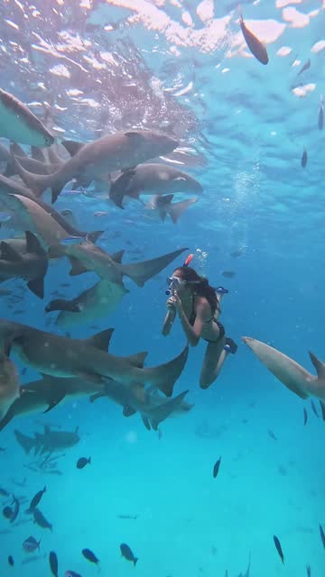 Teen girl snorkelling among sharks in clear blue sea