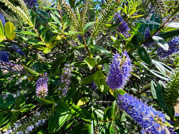 The Hebe is a plant mostly native to New Zealand. Of roughly 100 species world-wide, New Zealand has 80 of the species.