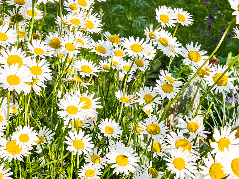White daisies blooming in garden
