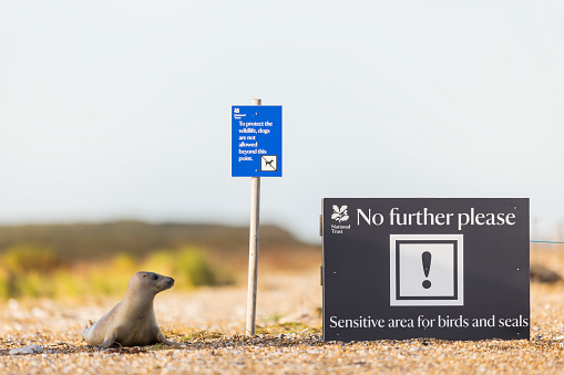 A young seal pup sits beside the national trust sign reading  No Further Please! Sensitive area for birds and seals at Blakeney Point in Norfolk on Wednesday 29th November 2023