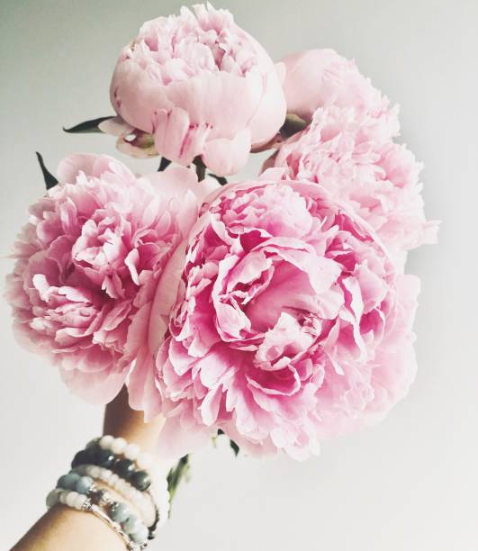 Bouquet of peonies