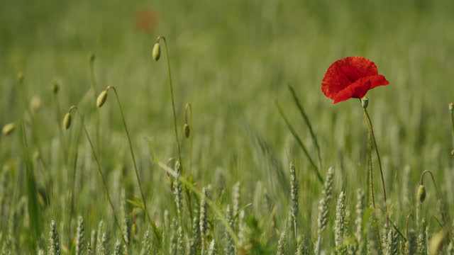 SLO MO Lockdown Shot of Beautiful Poppy Flower Blooming in Green Wheat Field during Sunny Day