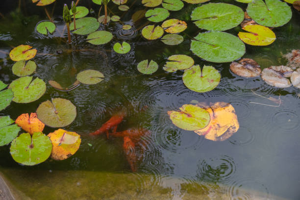 istock several water lily leaves wet by rain, koi carp pond 1945929043
